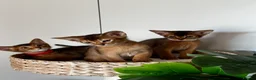 Abyssinian cats for sale: Perfect Abyssinian kittens😻💙 - Advert 36