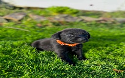 Labrador Retriever dogs for sale: KC registered Labrador puppies, working parents  - Image 9