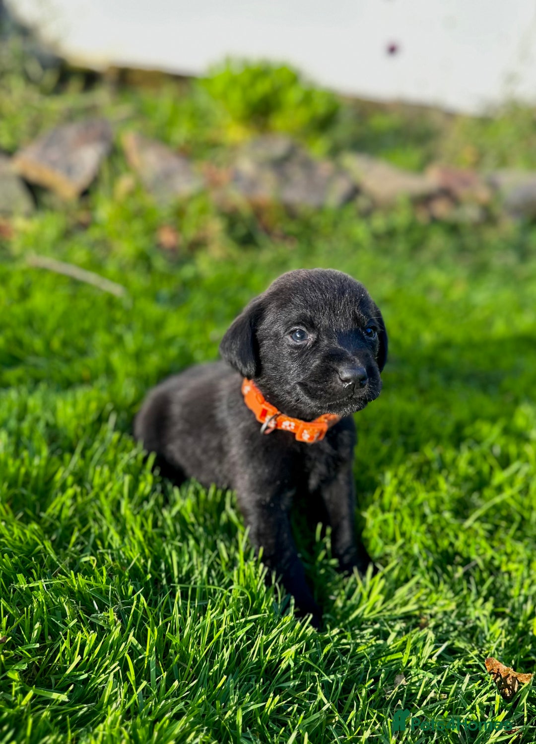 Labrador Retriever dogs for sale: KC registered Labrador puppies, working parents  - Image 9