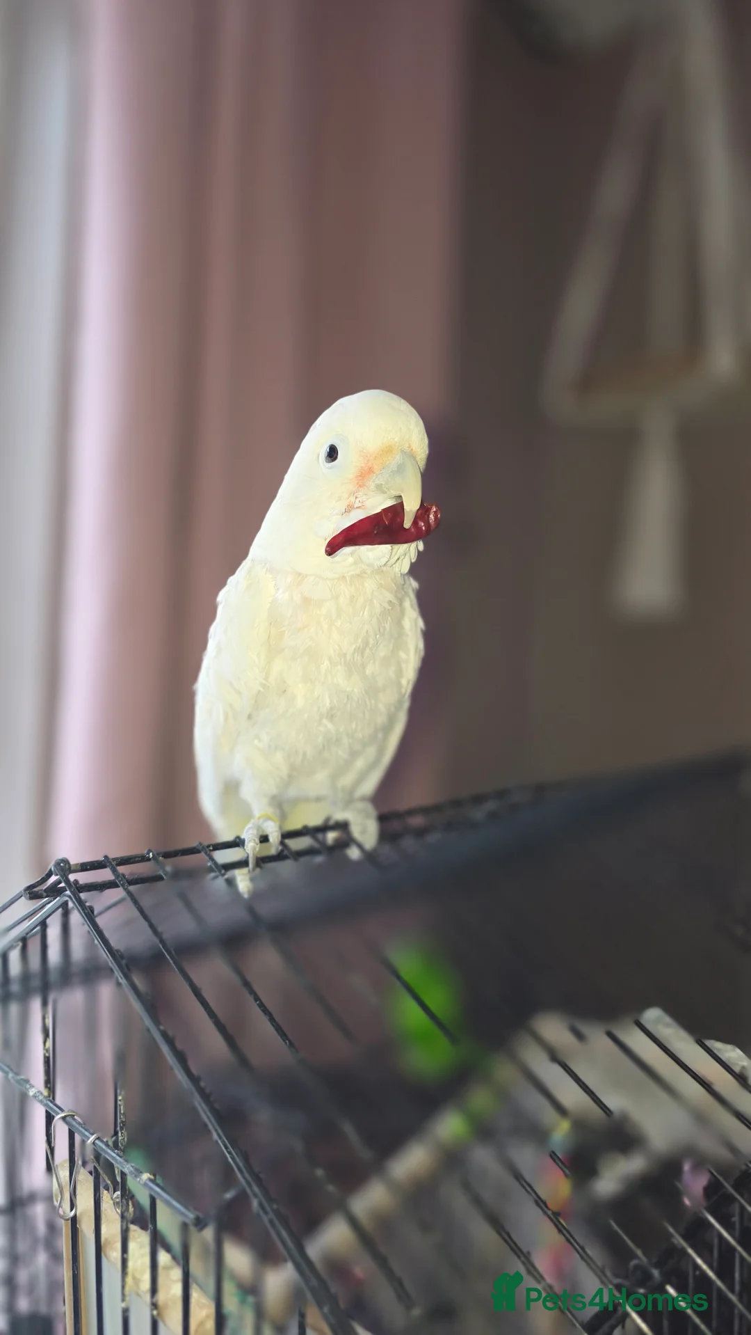 Cockatoo birds for sale: cockatoo in Bristol - Advert 1