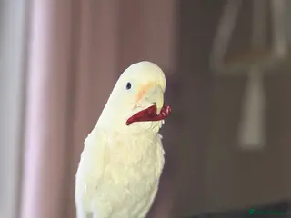 Cockatoo birds cockatoo in Bristol - Advert 5