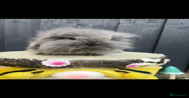 Mini Lion Lop rabbits - Advert 1