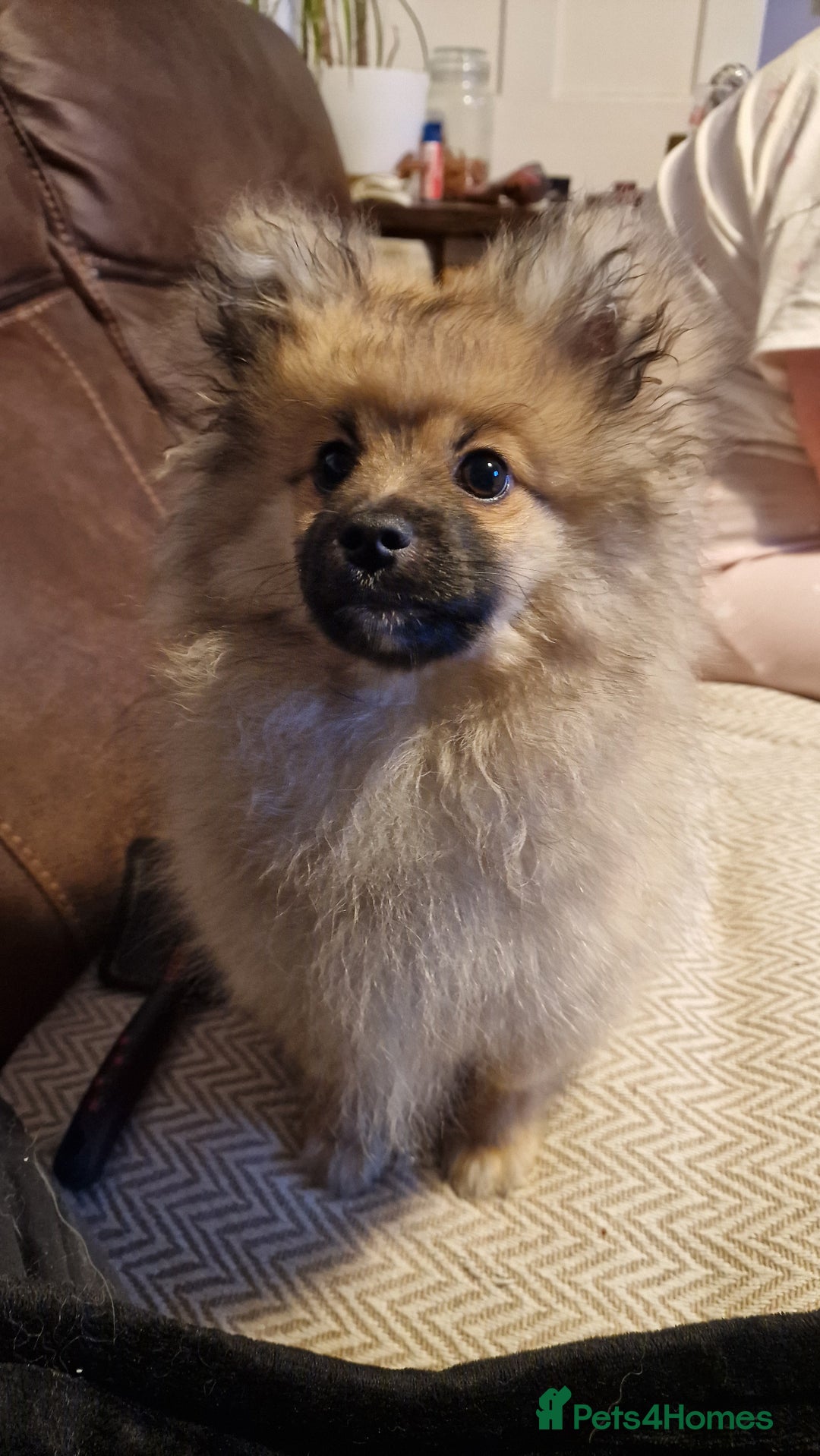 Pomeranian dogs for sale: Pomeranian kc registered boy pup, last in litter - Advert 4
