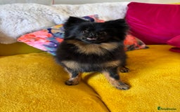 Pomeranian dogs for sale: 1.5 year old female Russian Pomeranian  - Image 14