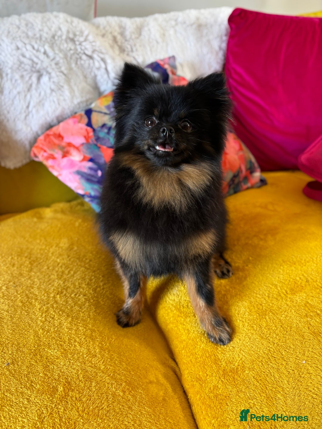 Pomeranian dogs for sale: 1.5 year old female Russian Pomeranian  - Image 14