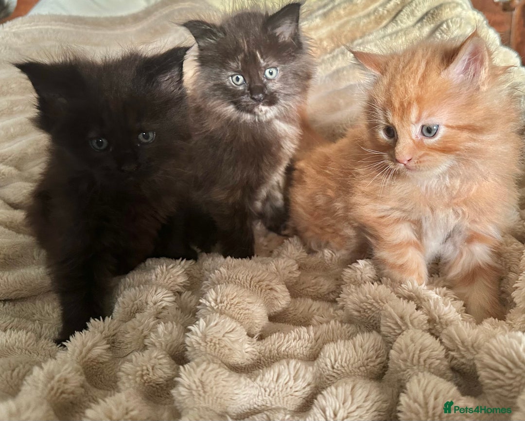Maine Coon cats for sale: Tica Registered Maine Coons  - Advert 1