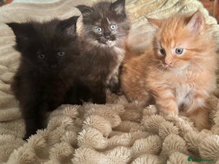 Maine Coon cats Tica Registered Maine Coons - Advert 1