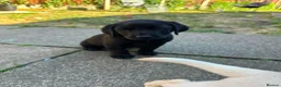 Labrador Retriever dogs for sale: (3 left) ADORABLE LABRADOR PUPPIES FOR SALE 🐾  - Advert 10