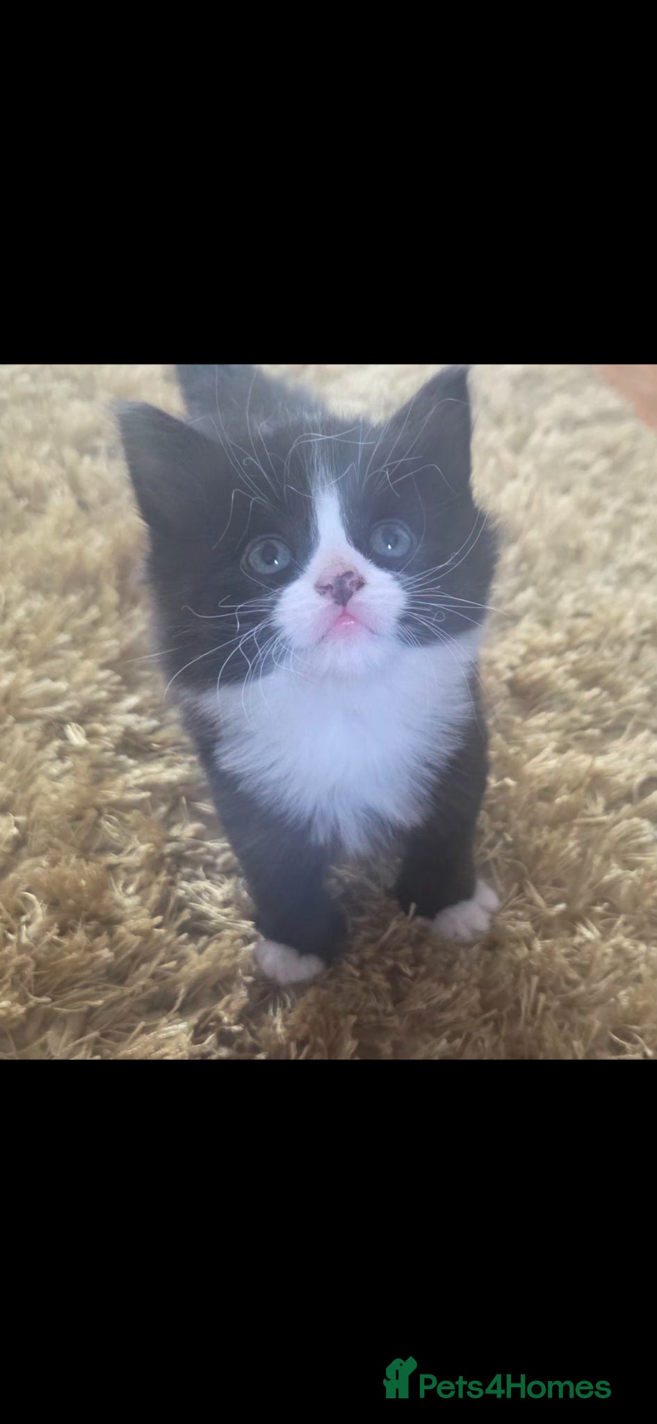 Mixed Breed cats Beautiful kittens looking for their forever home - Advert 5