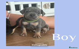 Mixed Breed dogs for sale: Beautiful French wieners  - Image 8