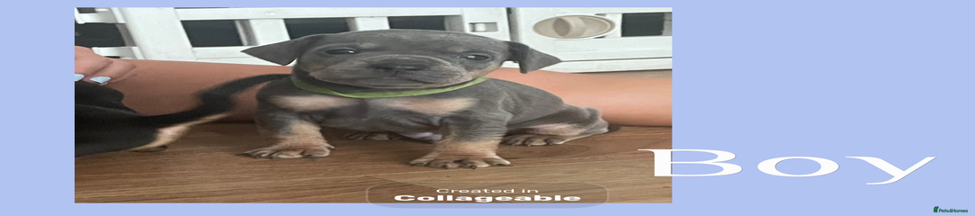 Mixed Breed Puppy 1