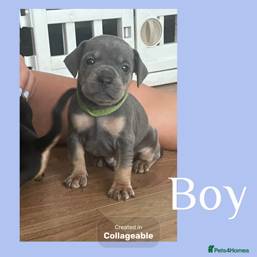 Mixed Breed dogs for sale: Beautiful French wieners  - Image 8