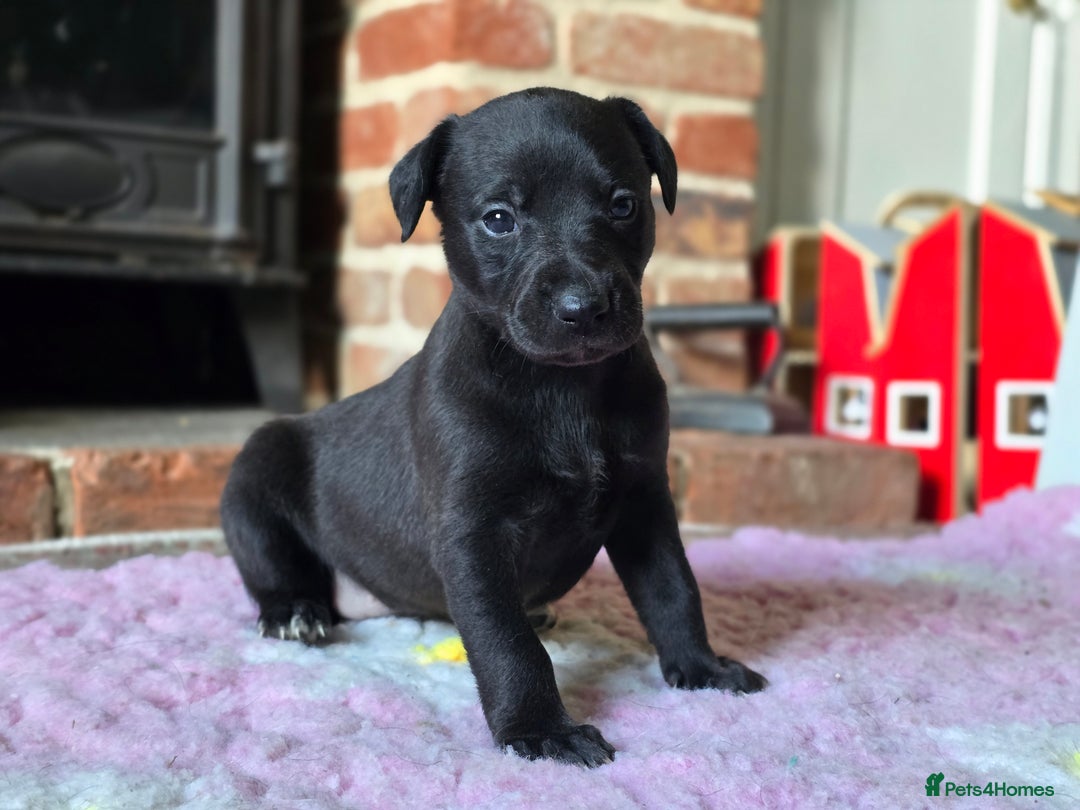 Whippet dogs for sale: Raven & Dobby   kc whippets - Advert 4