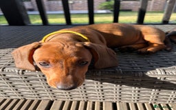 Miniature Dachshund dogs for sale: 1 BEAUTIFUL BOY LEFT READY NOW! Mini Dachshund in Doncaster - Image 2