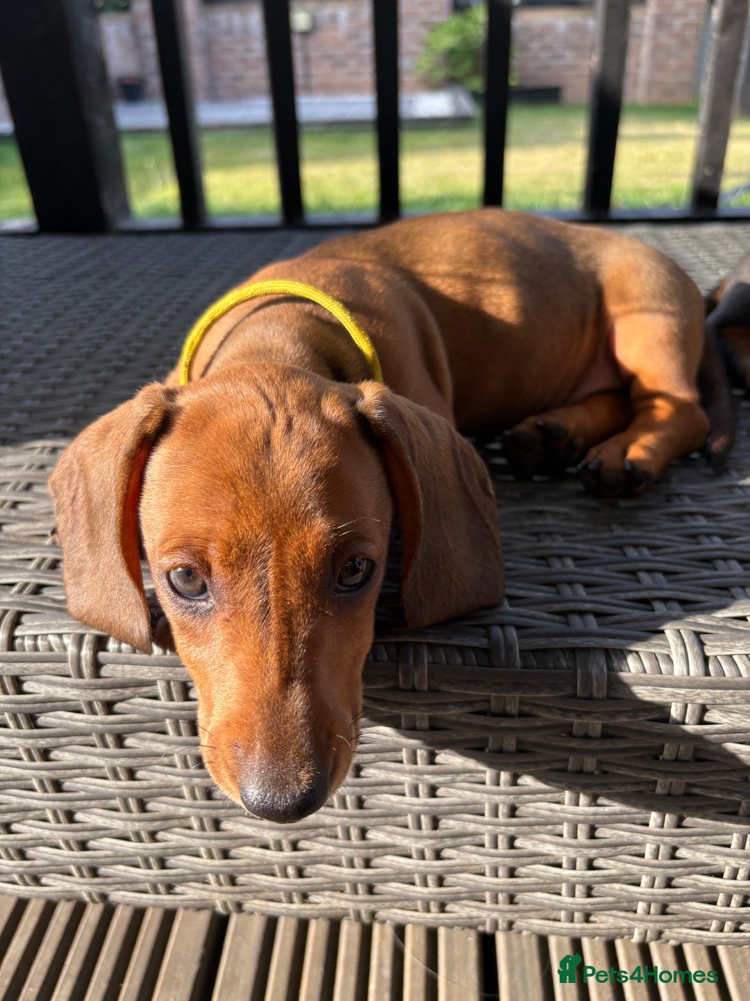 Miniature Dachshund dogs for sale: 1 BEAUTIFUL BOY LEFT READY NOW! Mini Dachshund in Doncaster - Image 2