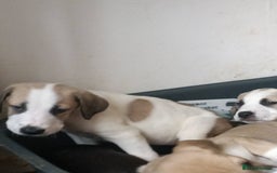 Mixed Breed dogs for sale: Puppies - Image 20