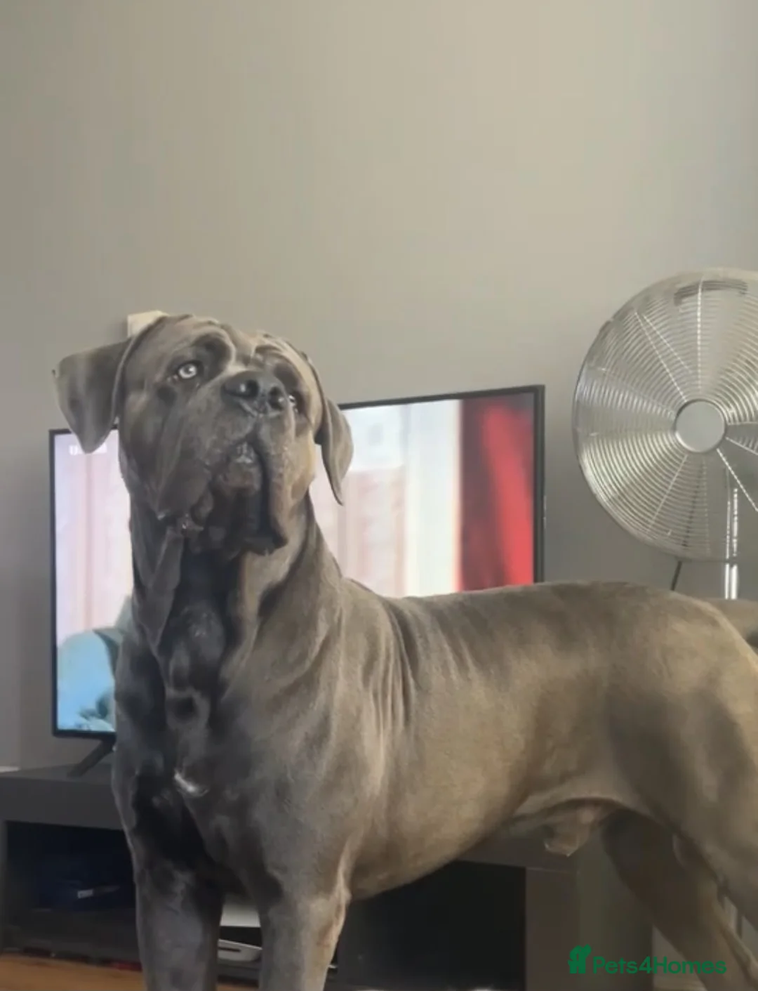 Cane Corso dogs for stud: Cane corso stud  in Coventry - Advert 5