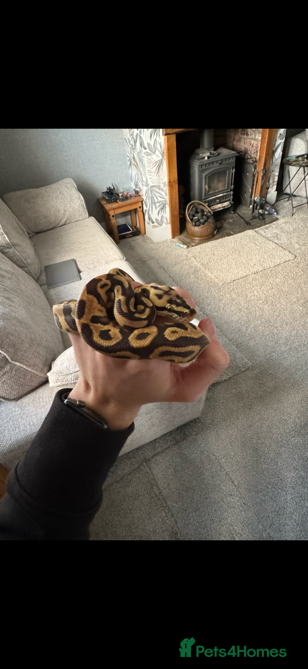 Python Snake reptiles for sale: Beautiful male inferno morph ball python  - Advert 6