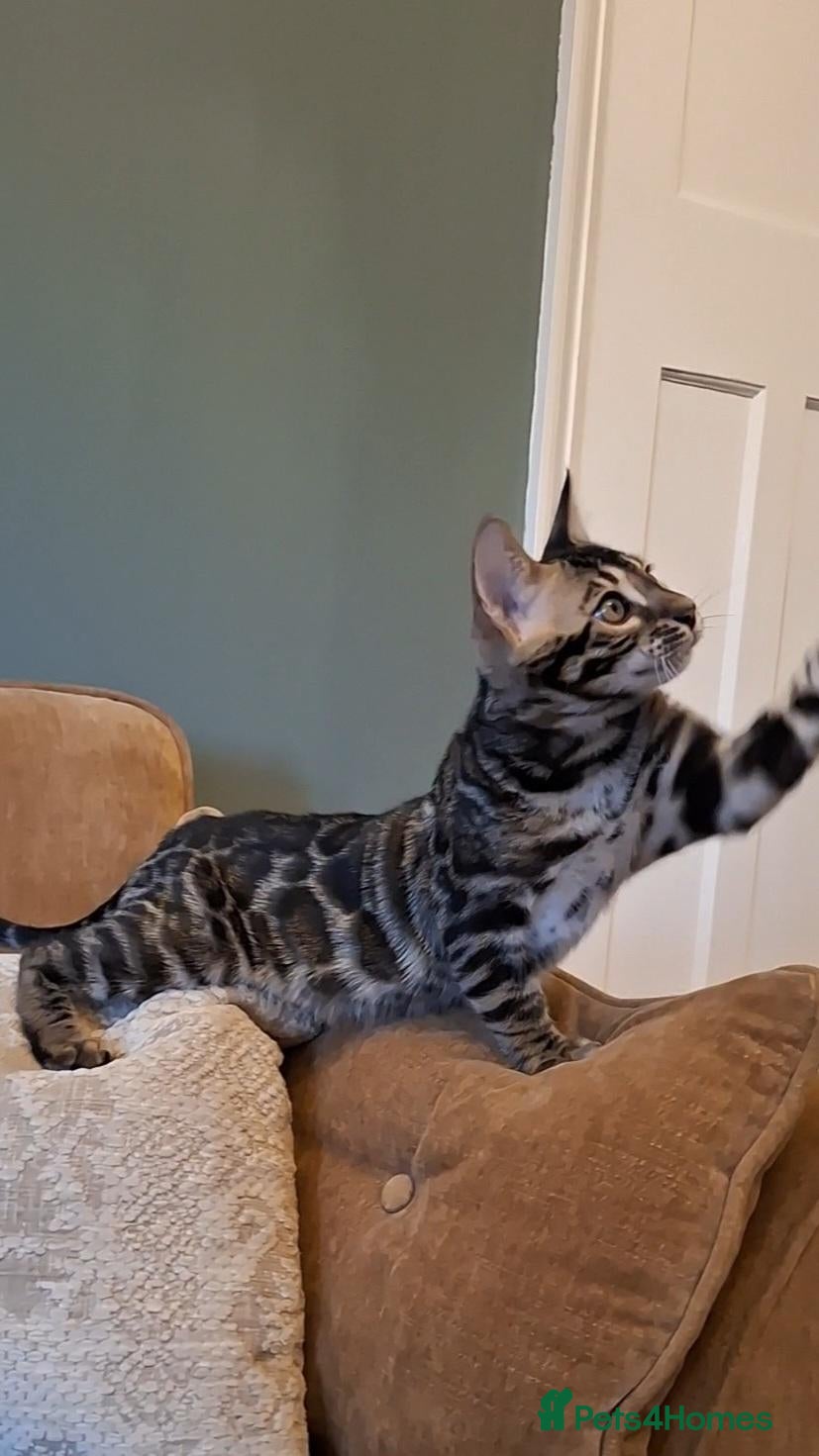 Bengal cats Wild and Luxurious Tica Bengals - Advert 2