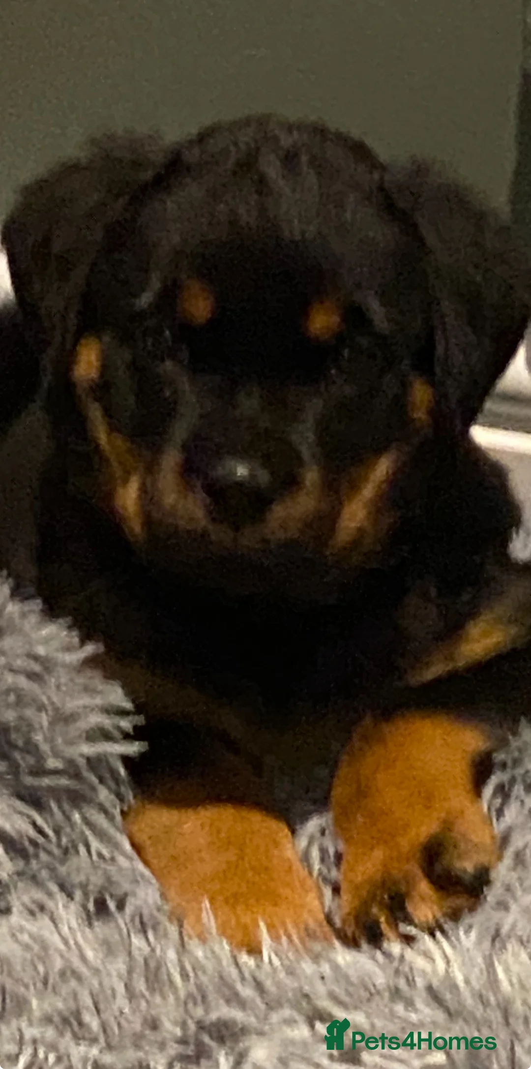 Rottweiler dogs for sale: Purebred Rottweiler Puppies - Advert 2