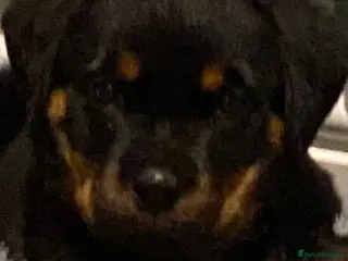 Rottweiler dogs Purebred Rottweiler Puppies - Advert 1