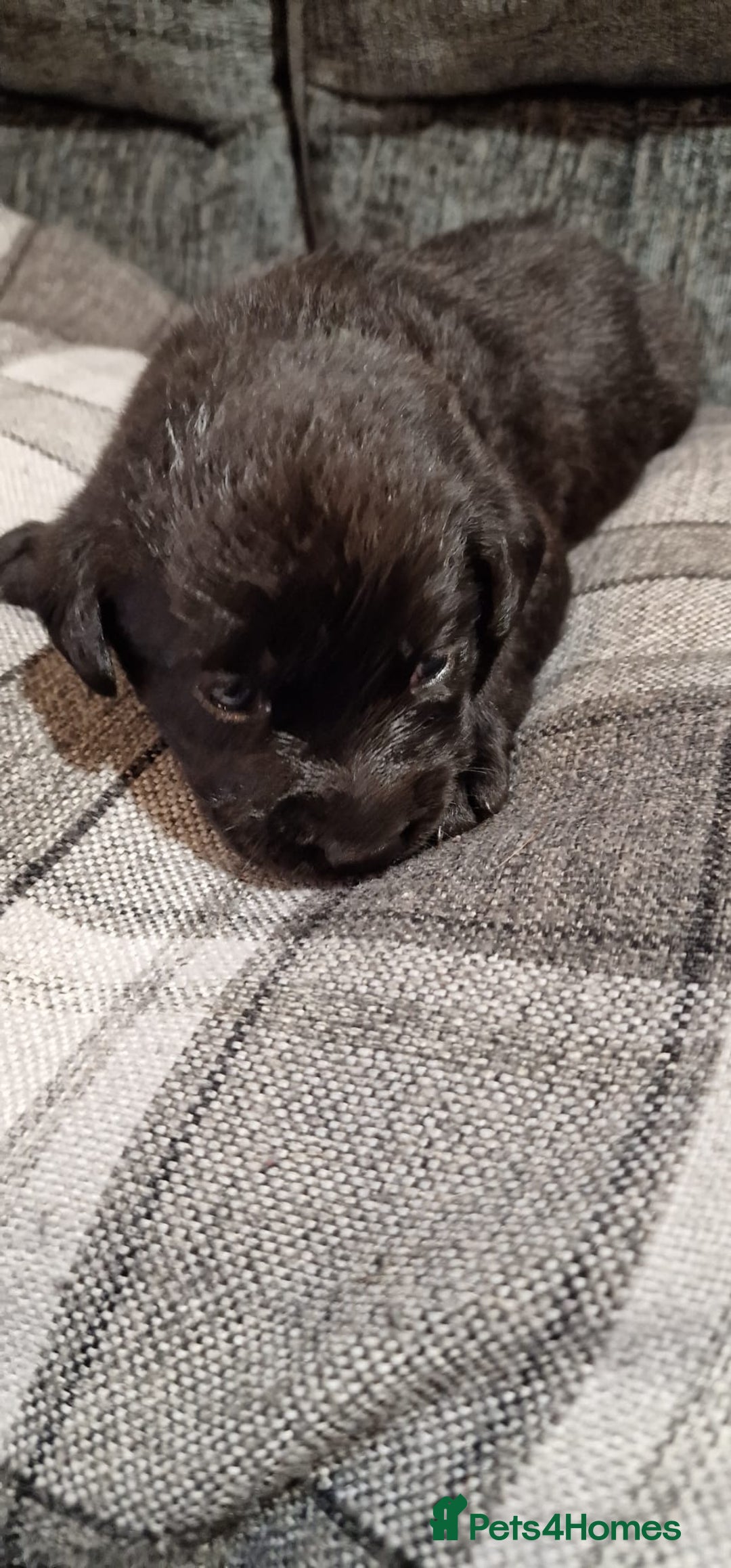 Labrador Retriever dogs for sale: KC Registered Black Lab (1 Girl, 1 boy remaining) - Image 6
