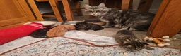Maine Coon cats for sale: 4 gorgeous Maine coon X kittens - Advert 2