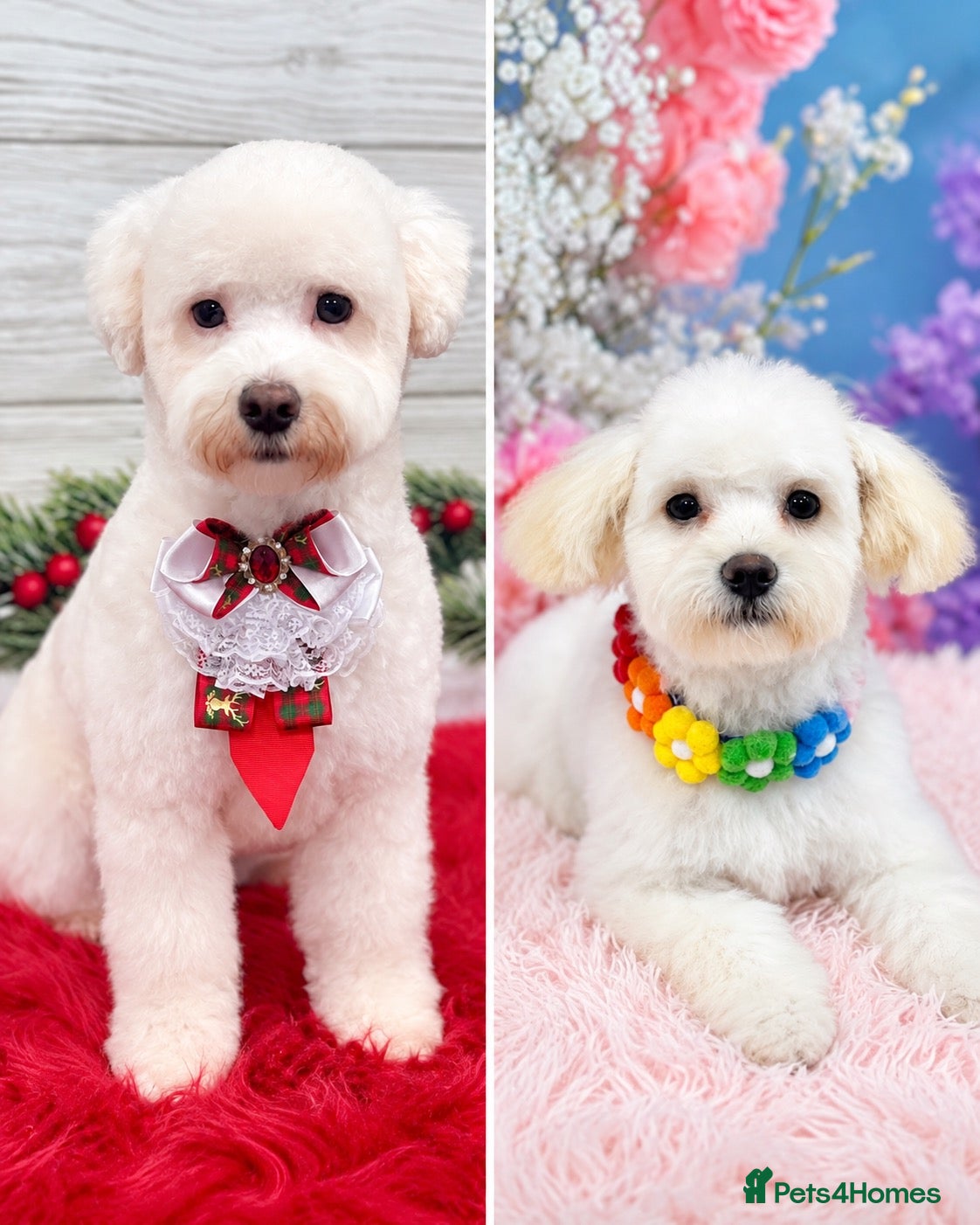 Bichon Frise dogs Beautiful Bichon Frise Puppies - Advert 1