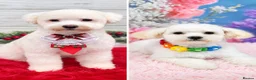 Bichon Frise dogs for sale: Beautiful Bichon Frise Puppies in Luton - Advert 1