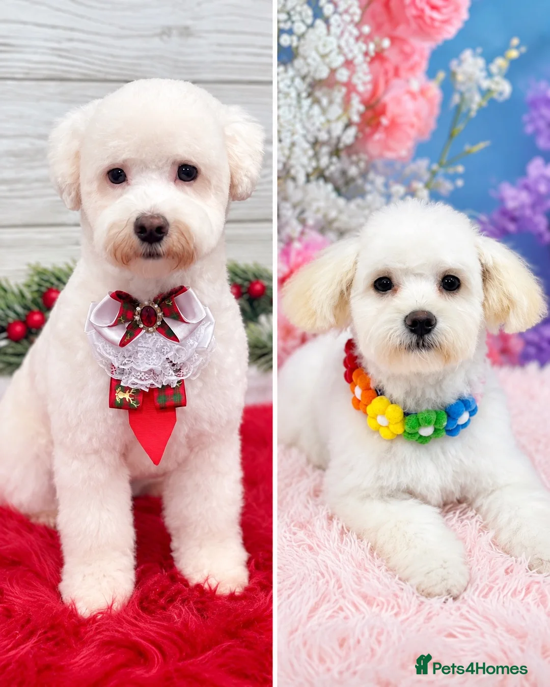 Bichon Frise dogs for sale: Beautiful Bichon Frise Puppies in Luton - Advert 1