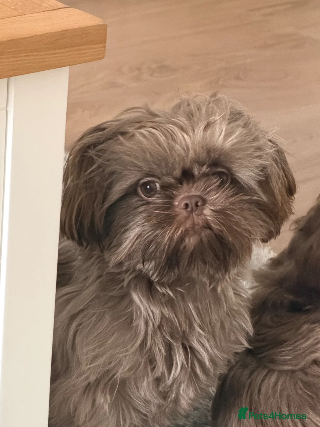 Shih Tzu dogs for stud: Chocolate brown Shih Tzu - Advert 2
