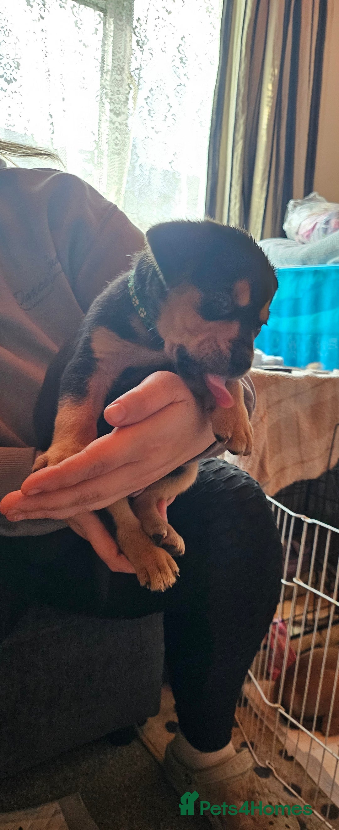 Mixed Breed dogs for sale: Puppies for sale - Advert 18