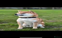 Japanese Shiba Inu dogs for sale: Gorgeous, KC-Registered Shiba Inu Puppies - Image 10