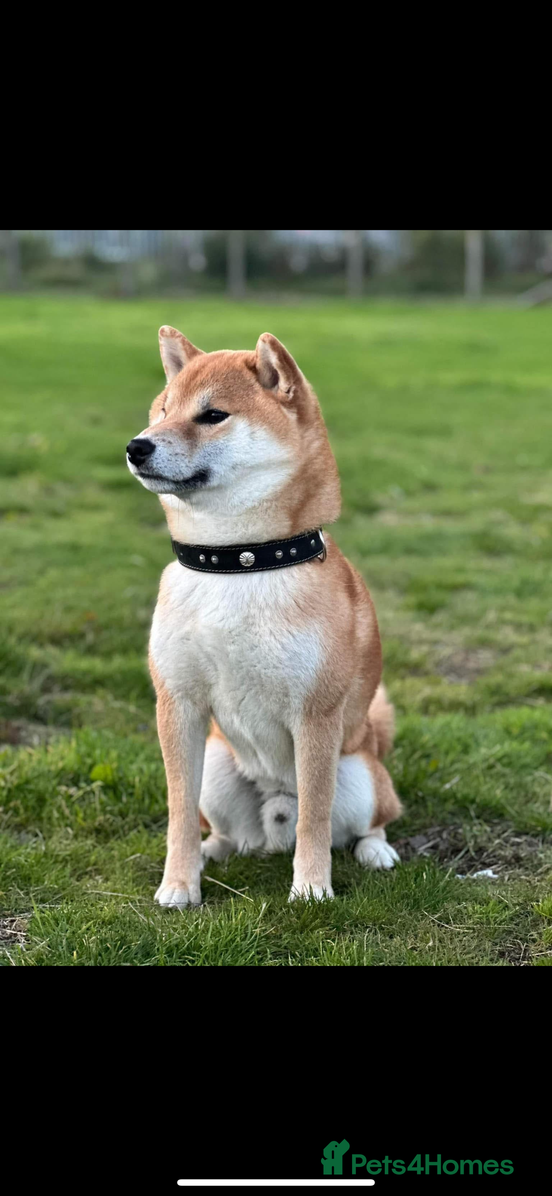 Japanese Shiba Inu dogs for sale: Gorgeous, KC-Registered Shiba Inu Puppies - Image 10