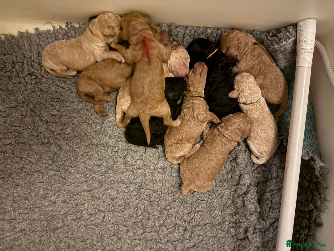 Australian Labradoodle dogs for sale: Extensively health tested Austrailian Labradoodles - Advert 27