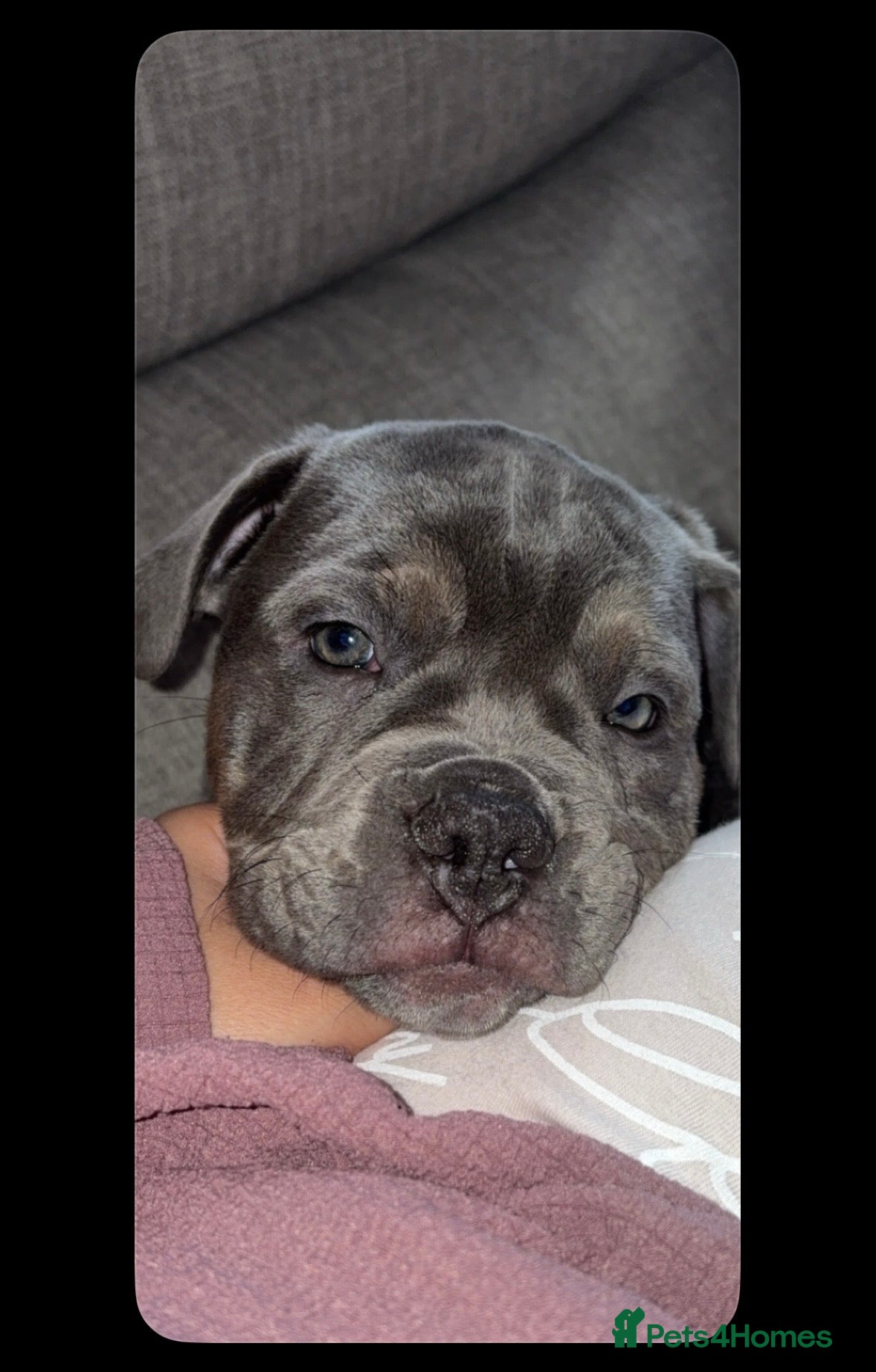 Old Tyme Bulldog dogs 12 week old beautiful old tyme English bulldog  - Advert 1