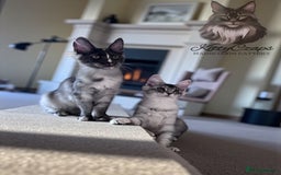 Maine Coon cats for sale: 🌟🌟 The last unique girl🩷 Maine Coon  🌟🌟 - Image 8