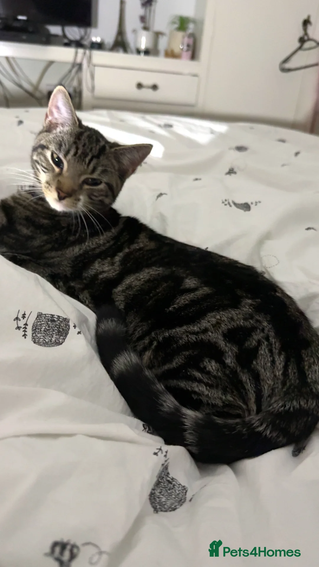 Mixed Breed cats for sale: Alvin✨ in Edgware - Advert 1