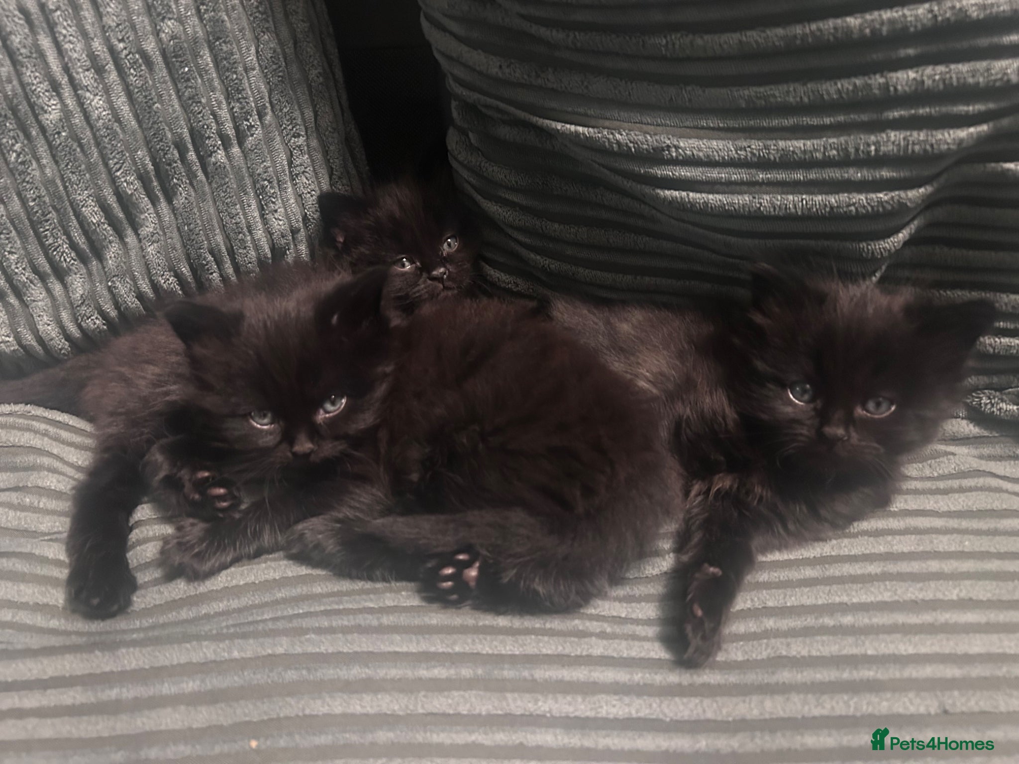 Mixed Breed cats Beautiful Black Kittens - Advert 2