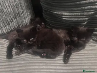 Mixed Breed cats Beautiful Black Kittens - Advert 4