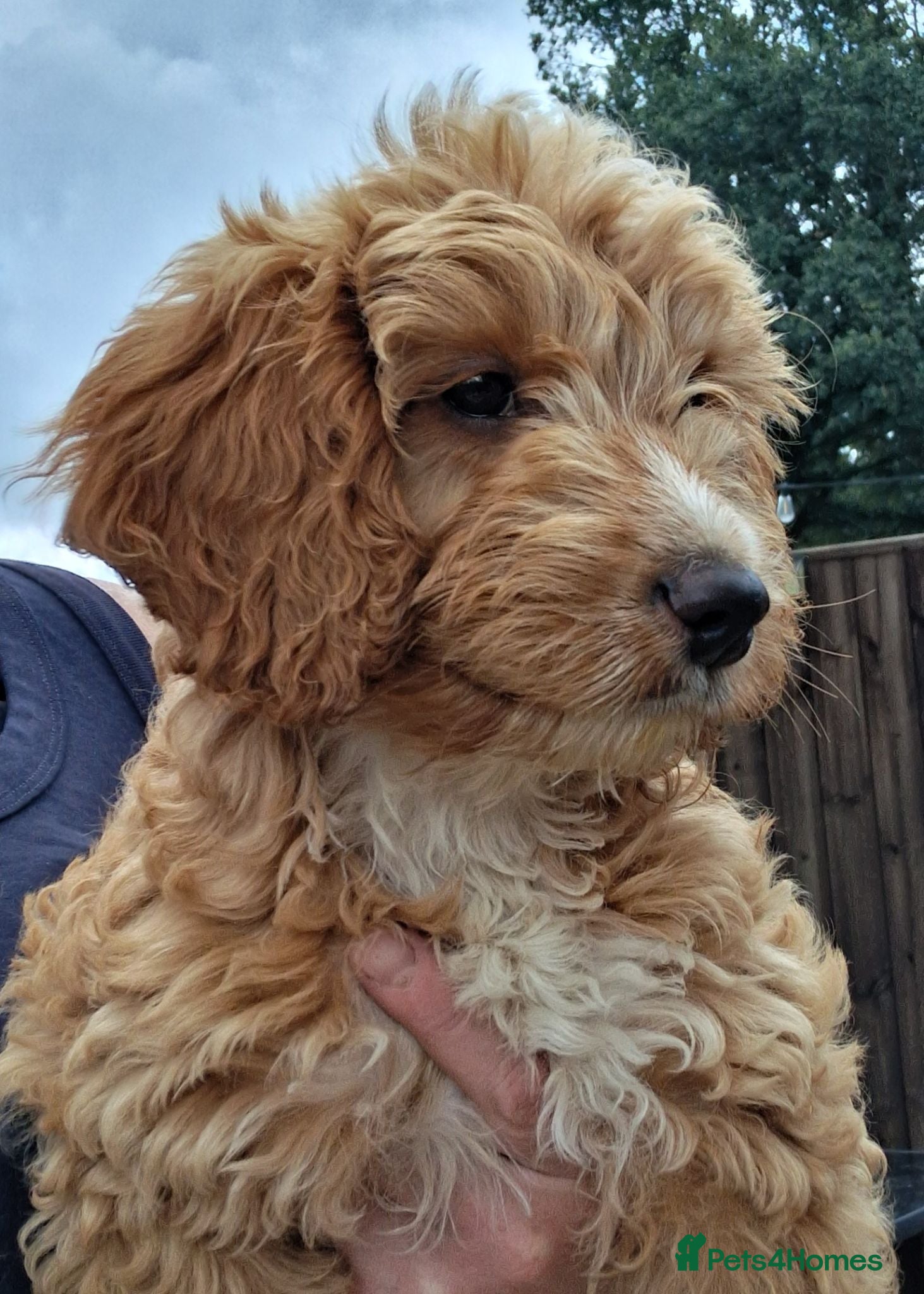 Cockapoo dogs Cockapoo boy puppy for sale  - Advert 1