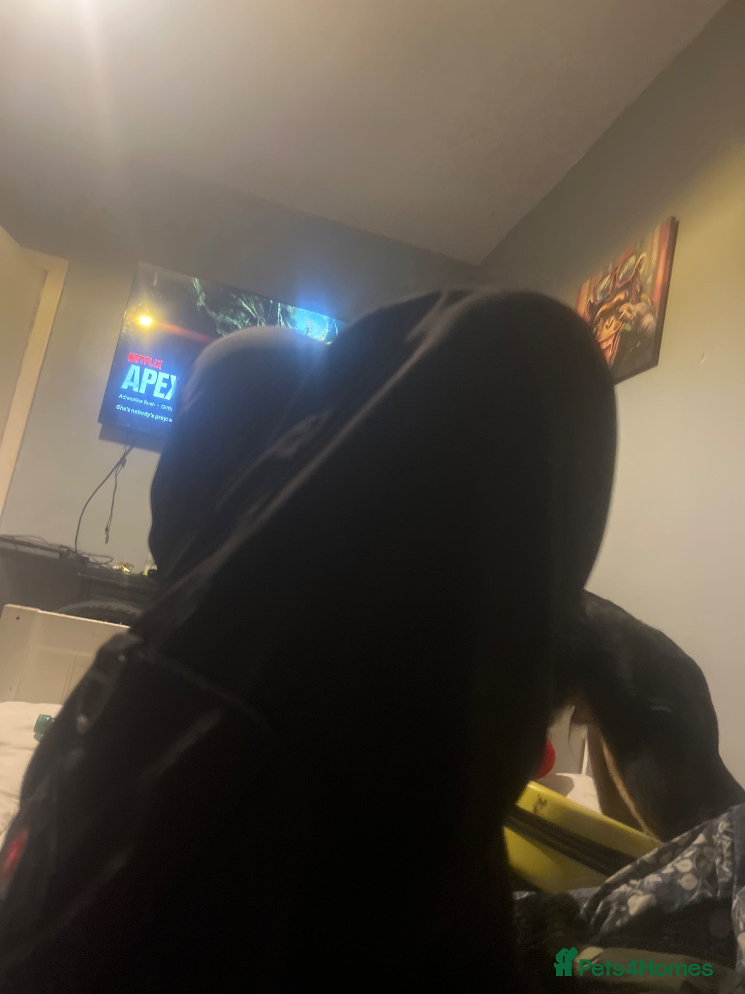 Mixed Breed cats Fuafjdjs - Advert 3