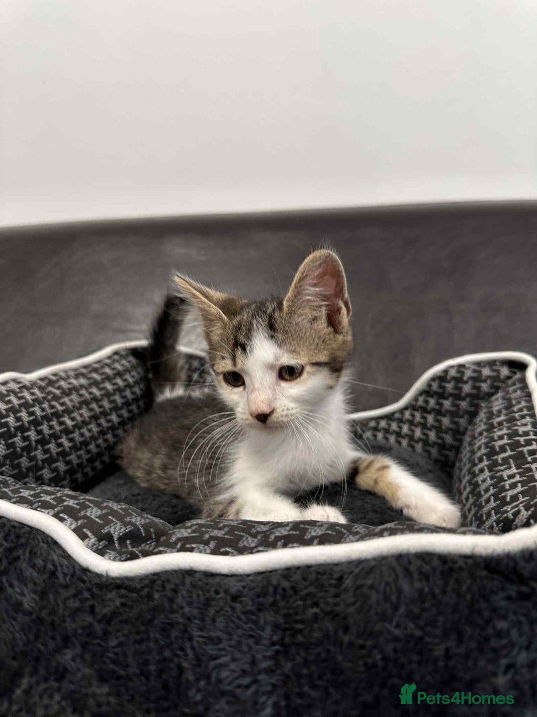 Mixed Breed cats for adoption: Henry for adoption - Image 6