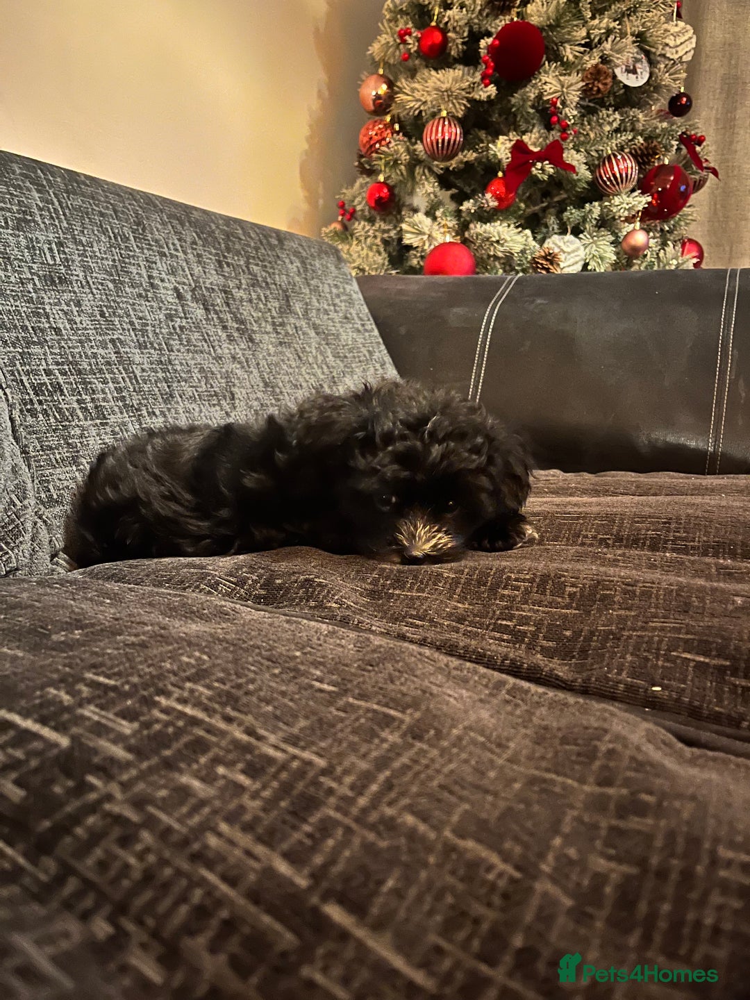 Mixed Breed dogs for sale: Maltese cross Chinese crested puppies for sale - Advert 20