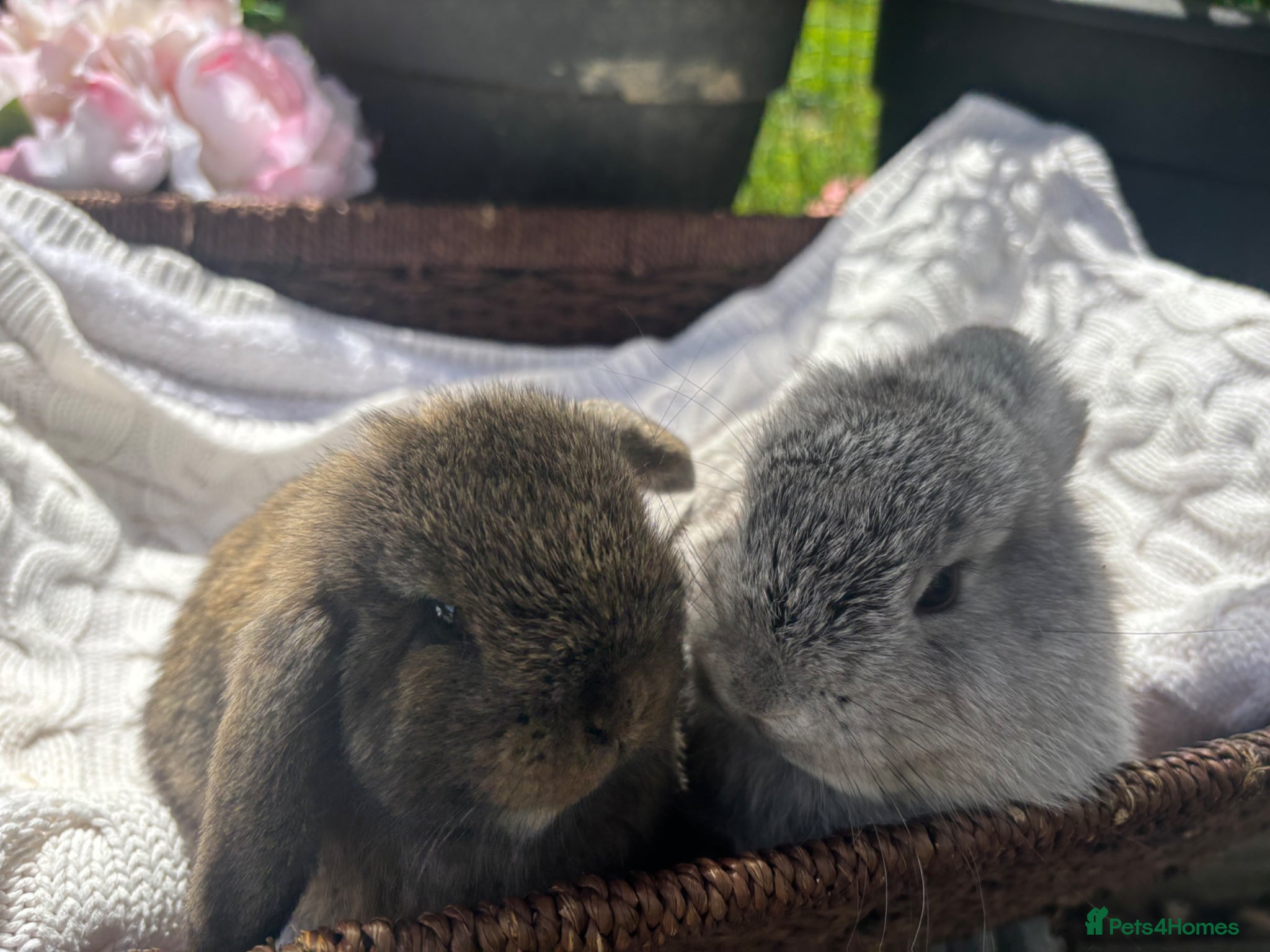 Mini Lop rabbits Two beautiful boys looking for forever homes  - Advert 11