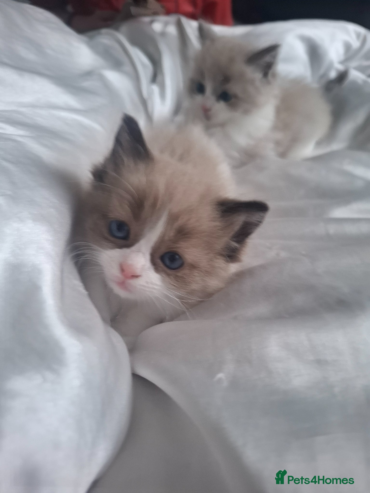 Ragdoll cats Purebred blue and mink ragdolls - Advert 3