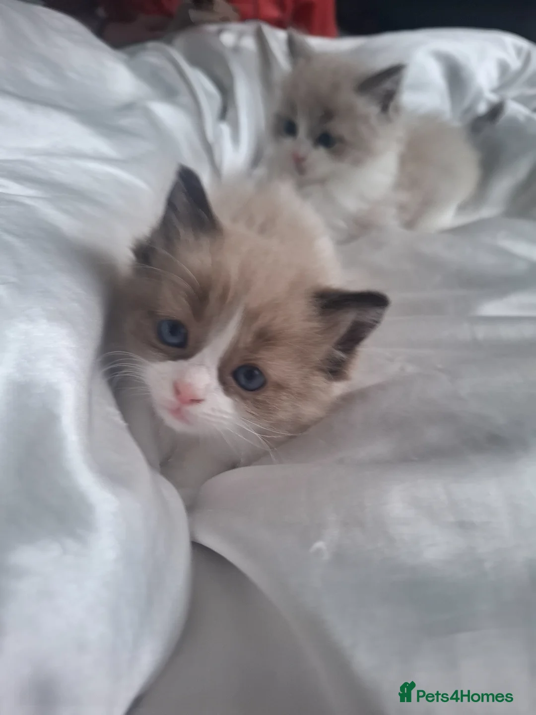 Ragdoll cats for sale: 1 mink ragdoll left.  Little boy - Advert 2