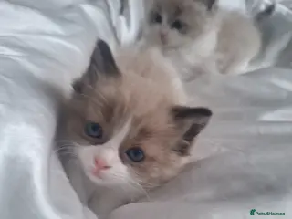 Ragdoll cats Purebred blue and mink ragdolls - Advert 3