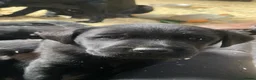 Labrador Retriever dogs for sale: Beautiful Black Labrador Puppies - Advert 12
