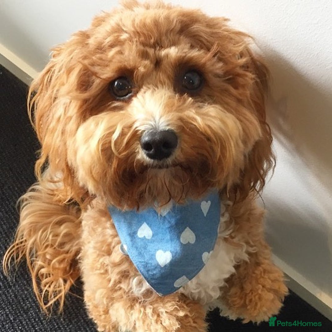 Cavapoo dogs for sale: Beautiful Cavoodle Puppy For Rehome - Image 3